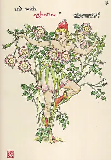 Rubiginosa: Plants - Rosa Rubiginosa