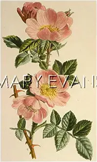 Rubiginosa: PLANTS/ROSA RUBIGINOSA