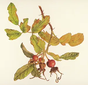 Helga Crouch: PLANTS/ROSA RUGOSA