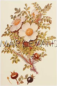 Burnet: PLANTS/ROSA SPINOSISSIMA