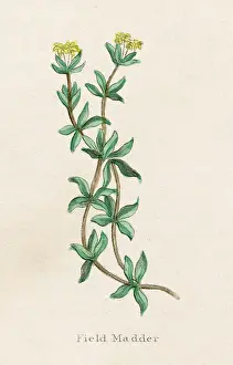 Rubia: PLANTS/RUBIA TINCTORUM