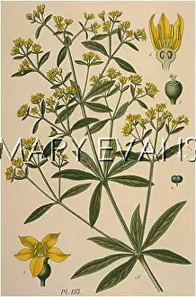 Rubia: PLANTS/RUBIA TINCTORUM