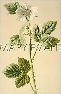 Dewberry: PLANTS/RUBUS CAESIUS