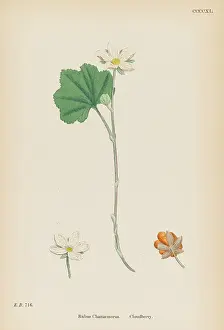 Rubus: PLANTS/RUBUS CHAMAEMORUS