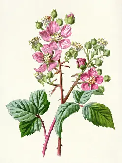 Bramble: PLANTS/RUBUS FRUTICOSUS
