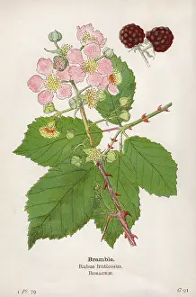 Blackberry: PLANTS/RUBUS FRUTICOSUS