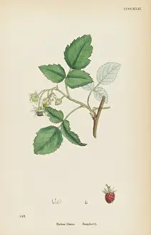 Raspberry: PLANTS/RUBUS IDAEUS