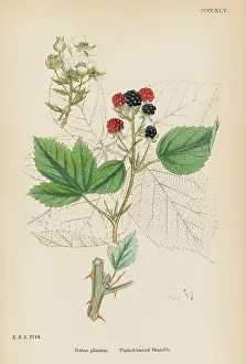 Plaited: PLANTS/RUBUS PLICATUS