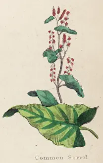 Rumex: PLANTS/RUMEX ACETOSA