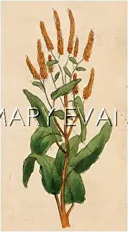 Rumex: PLANTS/RUMEX SANGUINEUS
