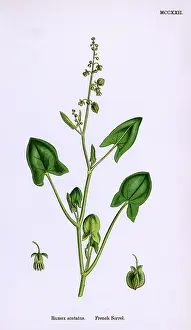 Rumex: PLANTS/RUMEX SCUTATUS