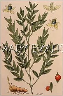 Aculeatus: PLANTS/RUSCUS ACULEATUS