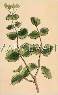 Graveolens: PLANTS/RUTA GRAVEOLENS