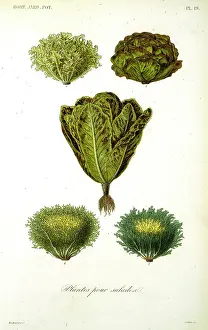 Salad: Plants for salads