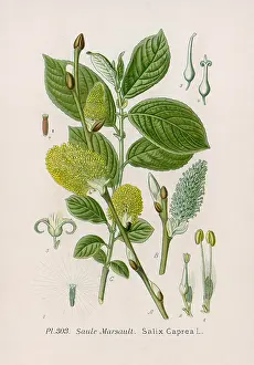 Caprea: PLANTS/SALIX CAPREA