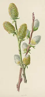 Sallow: PLANTS/SALIX CAPREA