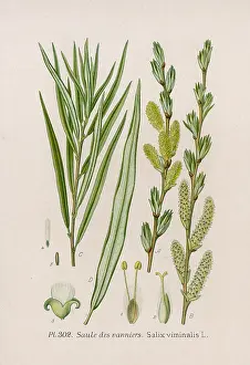 Basketmaker: PLANTS/SALIX VIMINALIS