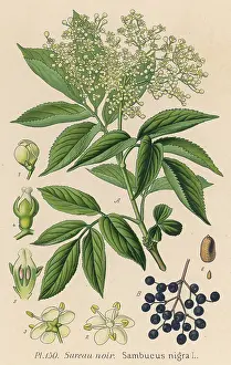 Nigra: PLANTS/SAMBUCUS NIGRA