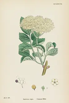 Nigra: PLANTS/SAMBUCUS NIGRA