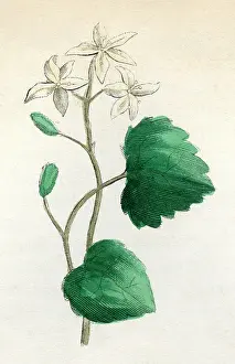 Europaea: PLANTS/SANICULA EUROPAEA