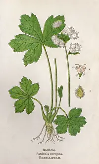 Europaea: PLANTS/SANICULA EUROPAEA