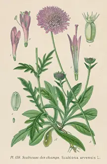 Scabiosa: PLANTS/SCABIOSA ARVENSIS