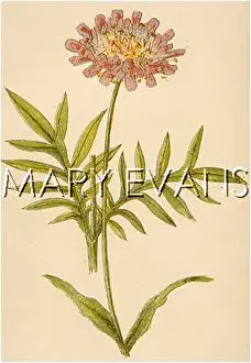 Scabiosa: PLANTS/SCABIOSA ARVENSIS