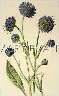 Scabiosa: PLANTS/SCABIOSA SUCCISA