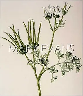Pecten: PLANTS/SCANDIX PECTEN