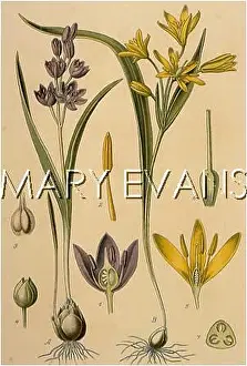 Lutea: PLANTS/SCILLA BIFOLIA
