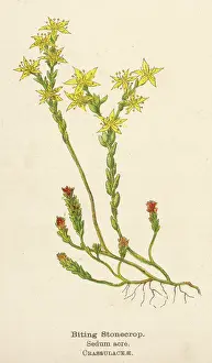 Acre: PLANTS/SEDUM ACRE