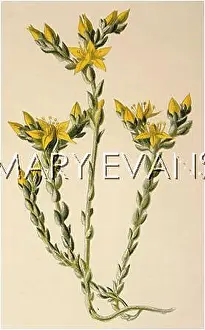 Aere: PLANTS/SEDUM AERE