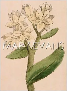 Sedum: PLANTS/SEDUM TELEPHIUM