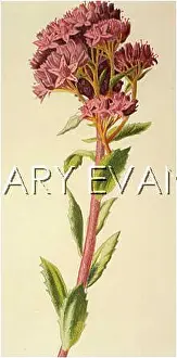 Sedum: PLANTS/SEDUM TELEPHIUM