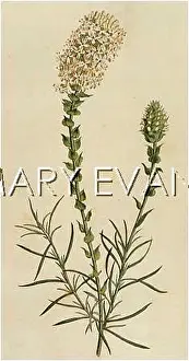 Ovata: PLANTS/SELAGO OVATA