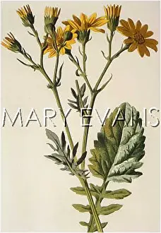 Aquaticus: PLANTS/SENECIO AQUATICUS