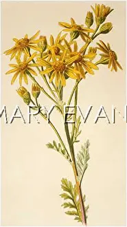 Senecio: PLANTS/SENECIO JACOBAEA