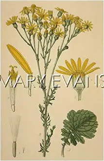 Senecio: PLANTS/SENECIO JACOBAEA