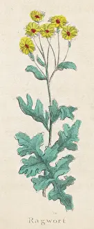 Wort: Plants - Senecio Jacobaea, Ragwort