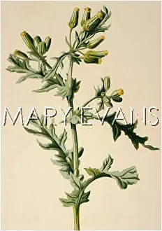 Groundsel: PLANTS/SENECIO VULGARIS