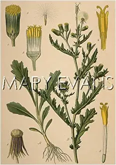 Senecio: PLANTS/SENECIO VULGARIS