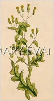 Groundsel: PLANTS/SENECIO VULGARIS