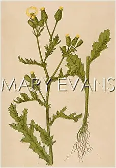 Groundsel: PLANTS/SENECIO VULGARIS