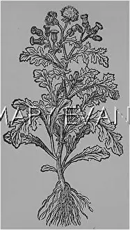 Groundsel: PLANTS/SENECIO VULGARIS