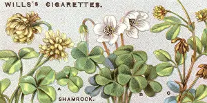 Oxalis: PLANTS/SHAMROCK