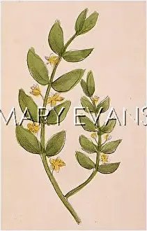 Twopence: PLANTS/SIBTHORPIA SP
