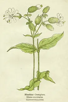 Campion: PLANTS/SILENE CUCUBALUS