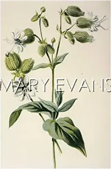 Inflata: PLANTS/SILENE INFLATA