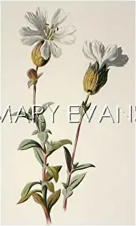 Maritima: PLANTS/SILENE MARITIMA