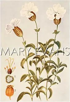 Maritima: PLANTS/SILENE MARITIMA